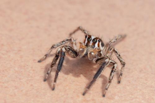 Réf. 261 042 : Plexippus paykulli